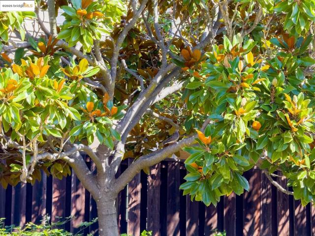 1130 Richmond ST, El Cerrito CA: https://media.crmls.org/mediaz/08994721-f0ad-45b5-9417-f48ae8a18c2b.jpg