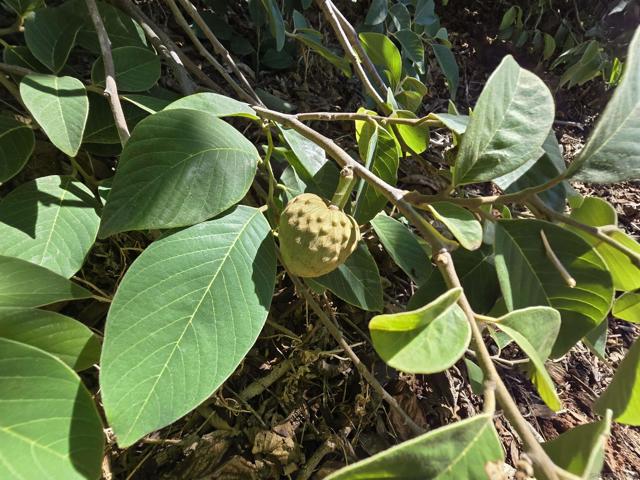 2344 Warmlands Ave, Vista CA: https://media.crmls.org/mediaz/08d13e6f-665d-4944-bbdb-c14c0296a045.jpg