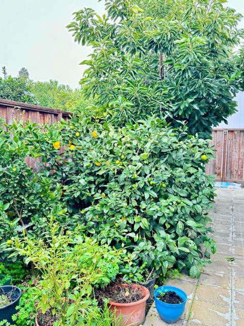 3637 Snell Avenue, San Jose CA: https://media.crmls.org/mediaz/0a0c1f71-0b2b-4f55-a474-c812b263890e.jpg