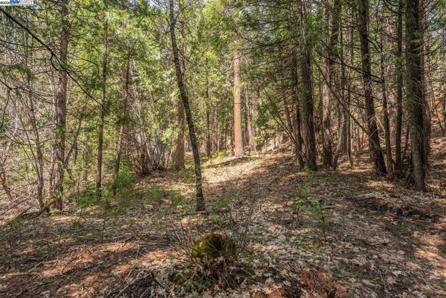 121 Mountain Aire Ln, Trinity Center CA: https://media.crmls.org/mediaz/0ae7097d-583d-42e4-8185-f3fdb27d815b.jpg