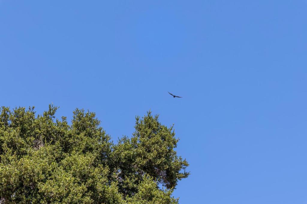 MLS #ML81992662 image #9