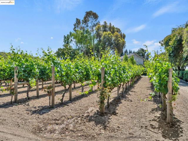 17035 TERMINOUS RD, Isleton CA: https://media.crmls.org/mediaz/0c669bab-a4de-47a3-8bee-241ac19dc402.jpg