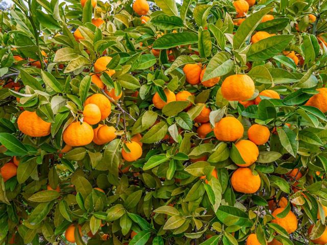 1584 Tindall Ranch Road, Corralitos CA: https://media.crmls.org/mediaz/0c8bd885-3a1b-4317-a371-8102f66640d2.jpg