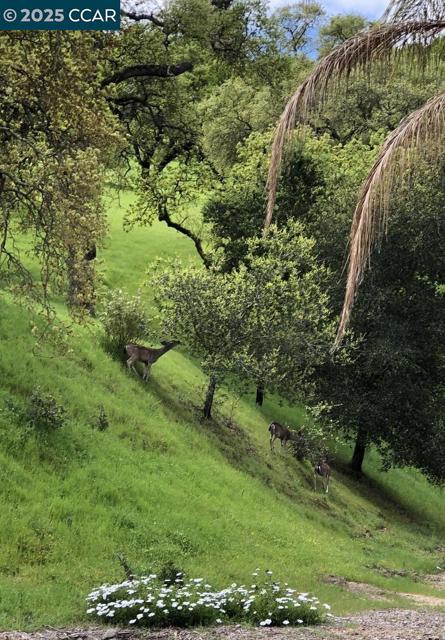 2933 Ptarmigan Dr, Walnut Creek CA: https://media.crmls.org/mediaz/0c9ac676-a8df-41a8-bbe6-d385d12ed553.jpg