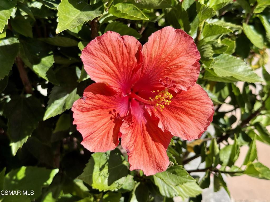 https://media.crmls.org/mediaz/0c9ee92c-86d5-47be-8742-fca38641c45f.jpg?preset=X-Large