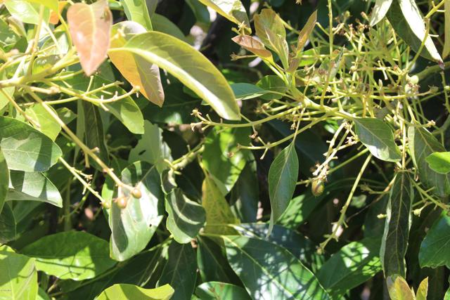 Detail Gallery Image 23 of 33 For 0 Camulos St, Piru,  CA 93040 - – Beds | – Baths