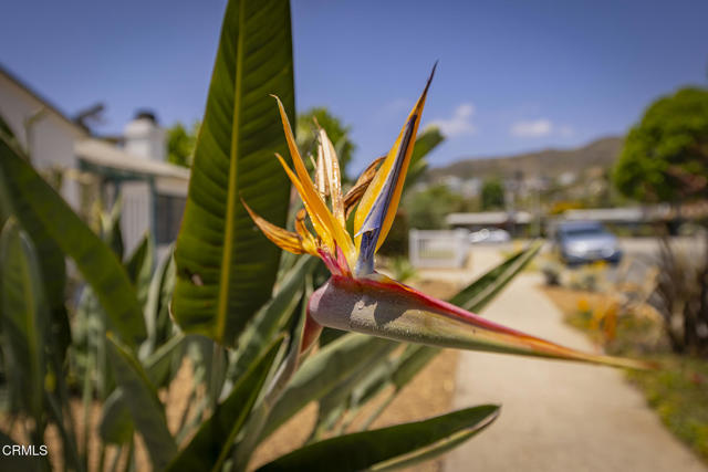 237 N Katherine Drive, Ventura CA: https://media.crmls.org/mediaz/0d3fb09f-3213-42b5-8bdc-b7b335117551.jpg