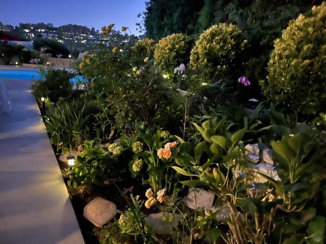 Garden at night