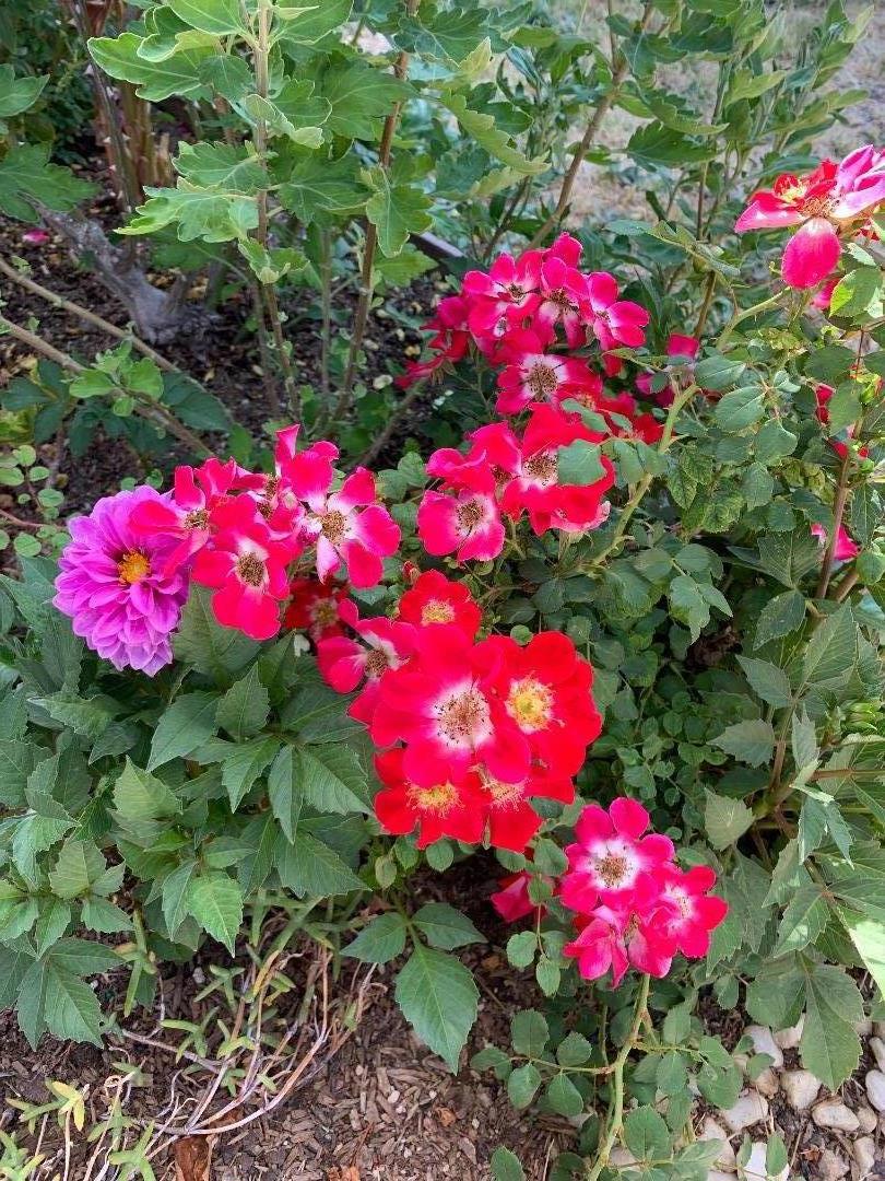 https://media.crmls.org/mediaz/0deb0d34-ecfc-4d26-a348-86217c3bc95c.jpg?preset=X-Large