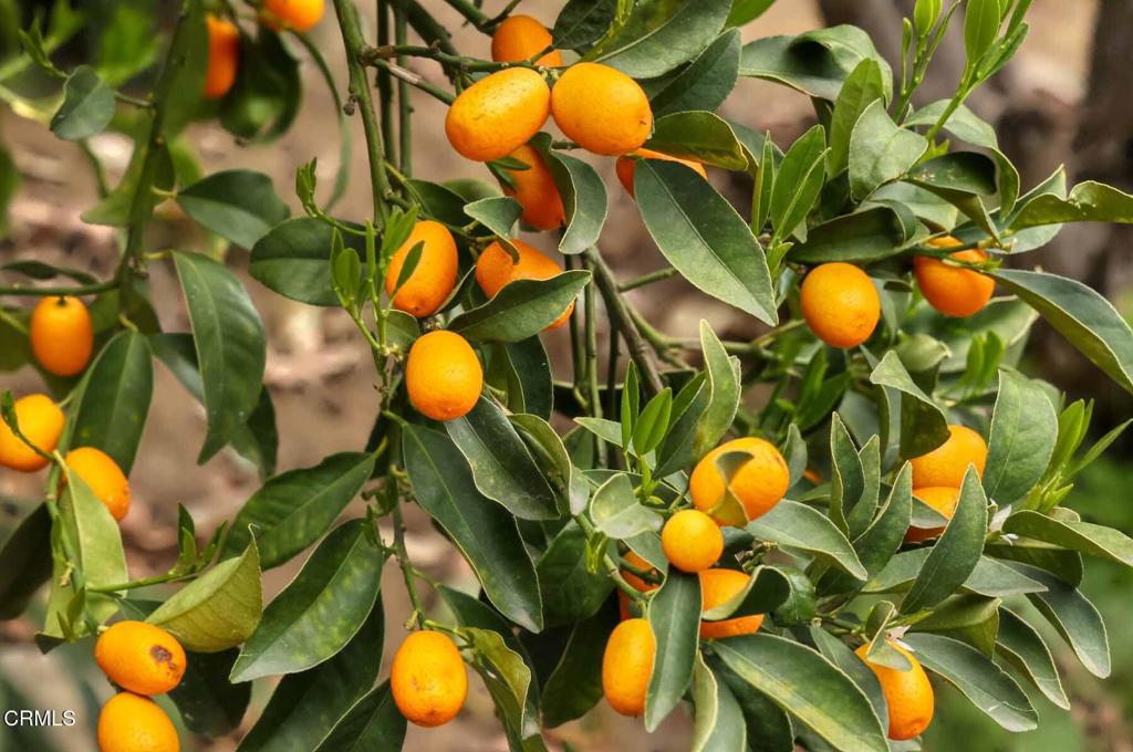 MLS #P1-21999 img 36