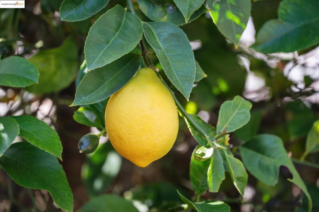 https://media.crmls.org/mediaz/0e7c7855-4f5c-4a7b-a73e-6ab0007b8ee7.jpg?preset=X-Large