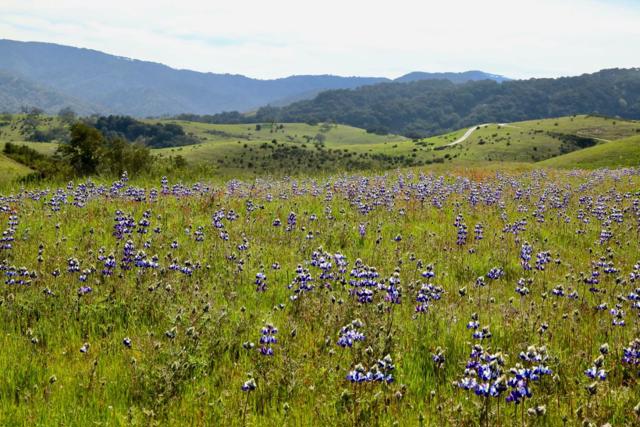 1 Penon Peak (Lot 217) Trail, Carmel CA: https://media.crmls.org/mediaz/0ea45037-bc0c-453b-af58-b335f0b3ef44.jpg
