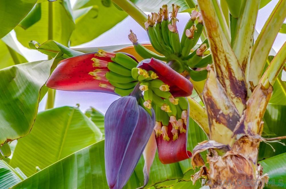 MLS #250036039SD img 55