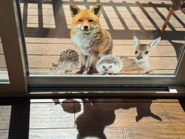 Detail Gallery Image 18 of 47 For 32771 Birch Hill Rd, Palomar Mountain,  CA 92060 - 2 Beds | 2 Baths