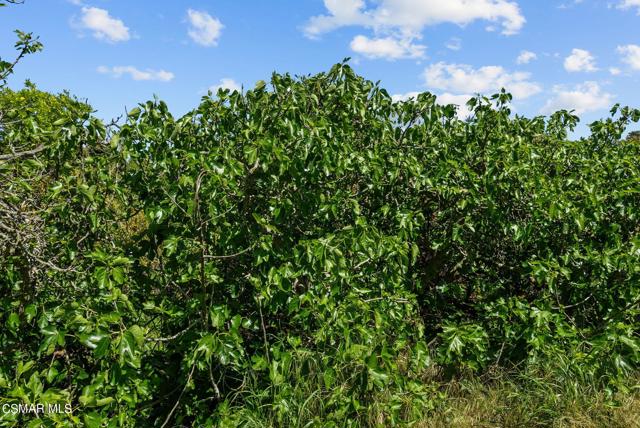 5682 Pine Grove Road, Santa Paula CA: https://media.crmls.org/mediaz/0efa52cb-b3dc-45d0-ad2b-3fb081c35355.jpg