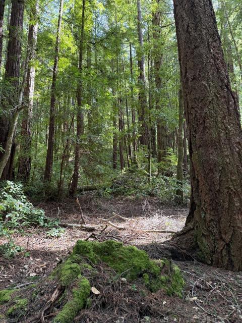 0 Slate Creek Rd., La Honda CA: https://media.crmls.org/mediaz/0f1591fb-815d-404c-8ad9-1786baa146f3.jpg