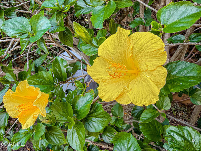 11535 Northdale Drive, Moorpark CA: https://media.crmls.org/mediaz/0f72f4c9-0c8b-4cec-9482-765bb390486e.jpg