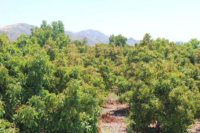 Detail Gallery Image 20 of 33 For 0 Camulos St, Piru,  CA 93040 - – Beds | – Baths