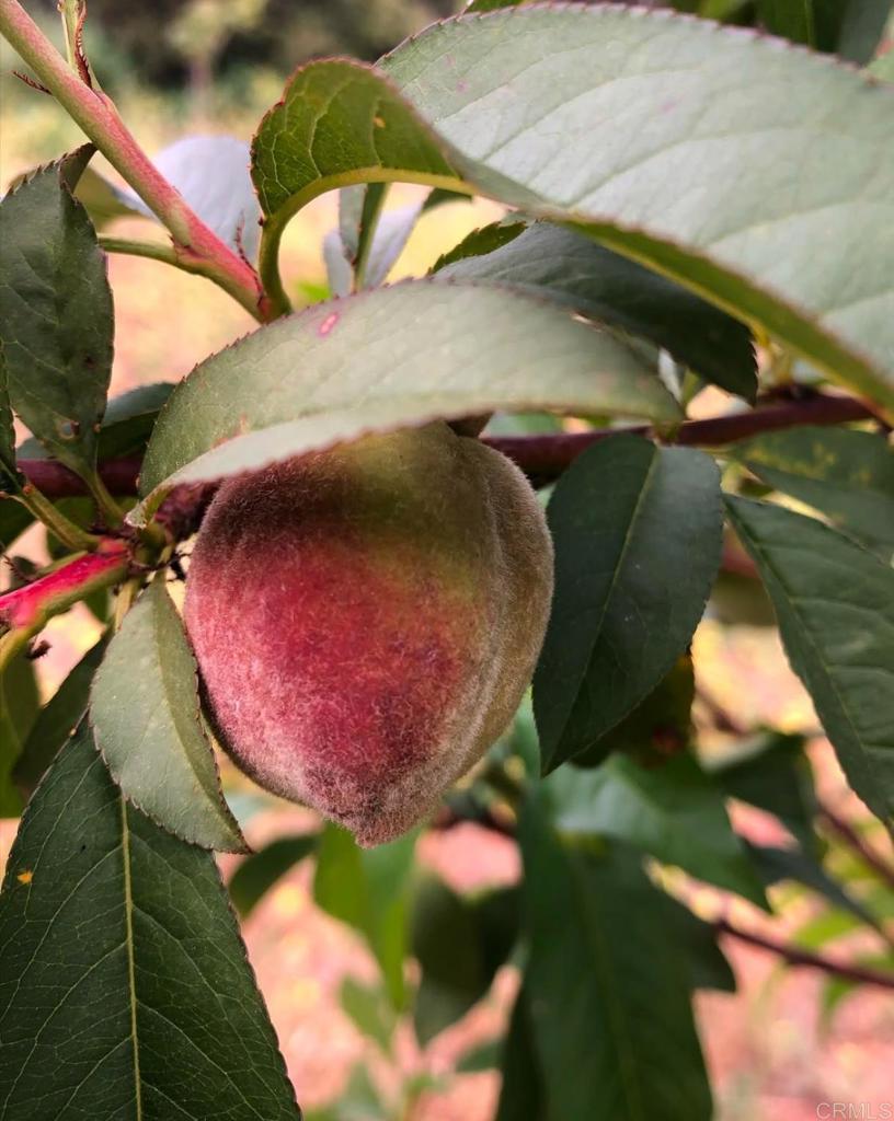 MLS #NDP2410465 image #14