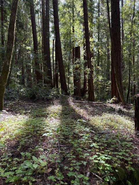 0 Slate Creek Rd., La Honda CA: https://media.crmls.org/mediaz/1017aba5-6625-4618-a95c-33f3fe6de51c.jpg