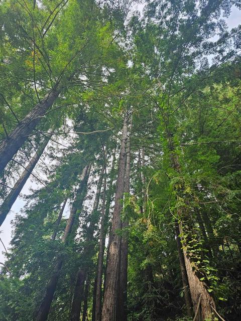 0 Garrapatos Redwood Trail, Carmel CA: https://media.crmls.org/mediaz/10261733-37ad-49fe-94b2-301865d978af.jpg
