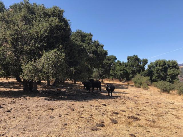 0 Creek Ranch, Carmel Valley Road, Carmel Valley CA: https://media.crmls.org/mediaz/107a6ccd-50fb-46f3-ab31-d5745d69d636.jpg