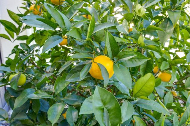 970 Idyllwild Way, San Marcos CA: https://media.crmls.org/mediaz/10b4c4cd-85db-42c9-aa14-6d67f4175970.jpg