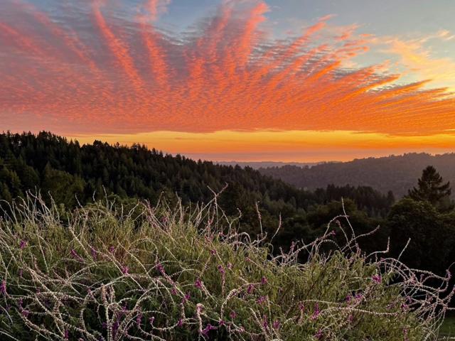 1584 Tindall Ranch Road, Corralitos CA: https://media.crmls.org/mediaz/10dcb754-4af2-4804-8928-2ca31f70ab09.jpg