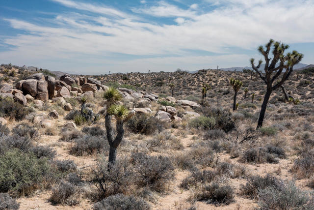 Details for 101 Hondo Street, Pioneertown, CA 92268