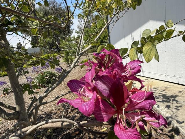 3923 San Pablo Avenue, Oceanside CA: https://media.crmls.org/mediaz/10e662a9-8871-475a-8a70-fbd9f422f7ea.jpg