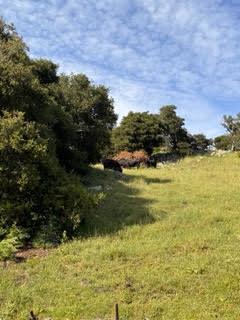 MLS #ML82051786 image #35
