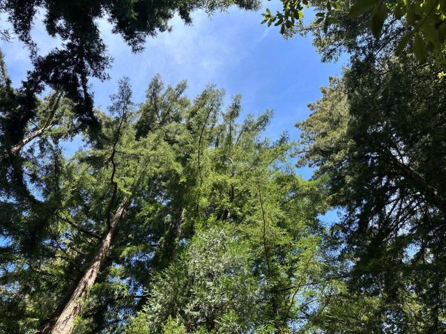 0 Big Tree Way, Woodside CA: https://media.crmls.org/mediaz/117d5c3d-b74c-42b9-b1bc-3c6e7a91926e.jpg