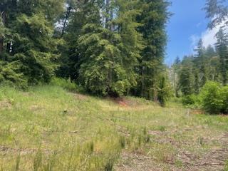 0 Memory, Boulder Creek CA: https://media.crmls.org/mediaz/11baf60b-088c-478f-ab4d-dca3700164a4.jpg