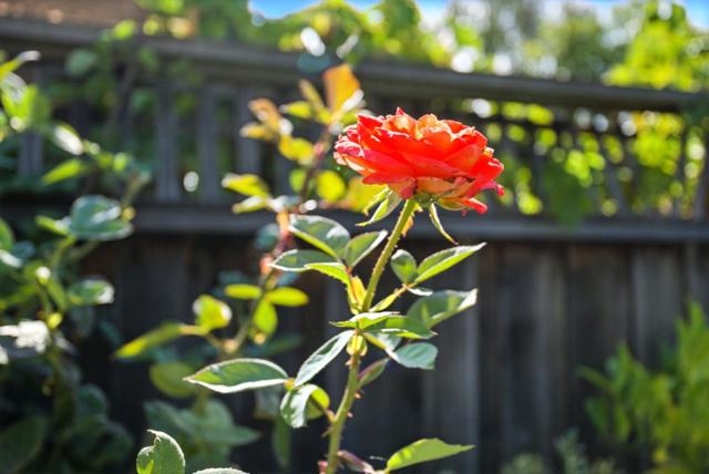 270 Oakview Drive, San Carlos CA: https://media.crmls.org/mediaz/11bca68f-2f2d-471f-a04f-1689b7cc3066.jpg