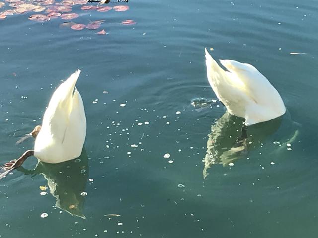 37 Shoreline Drive, Rancho Mirage CA: https://media.crmls.org/mediaz/12c15428-242d-4979-9e0a-2c434b39c40d.jpg