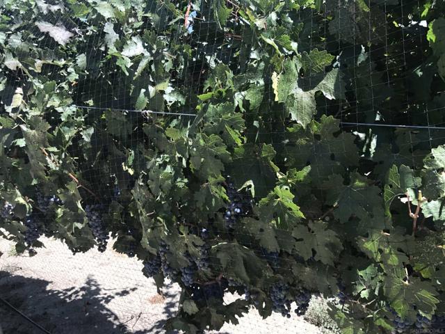 43023 Highway 79, Aguanga CA: https://media.crmls.org/mediaz/1320a713-e074-4aea-8e74-0f1d094b7f27.jpg