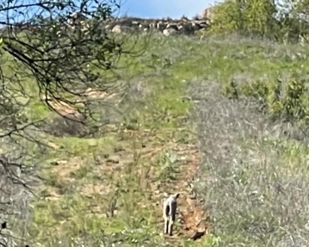 MLS #NDP2410587 image #22