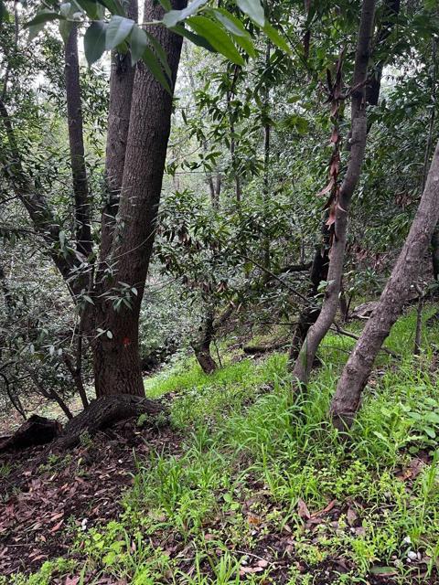 MLS #ML81959106 image #15