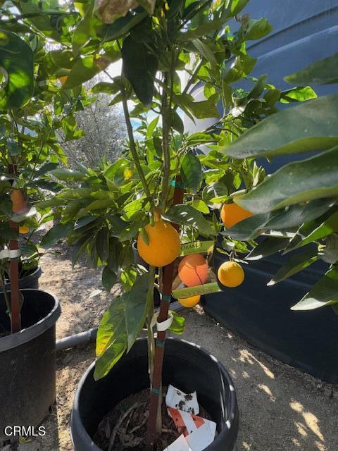 Detail Gallery Image 17 of 41 For 2245 California St, Fillmore,  CA 93015 - 2 Beds | 1 Baths