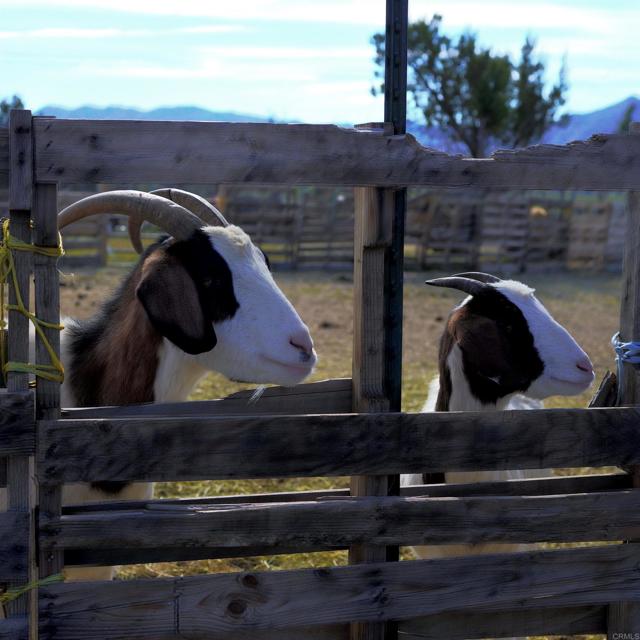 Detail Gallery Image 3 of 17 For 41945 Apple Rd, Anza,  CA 92539 - 3 Beds | 1 Baths