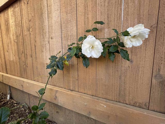 Detail Gallery Image 31 of 47 For 121 E Warner St, Ventura,  CA 93001 - 2 Beds | 1 Baths