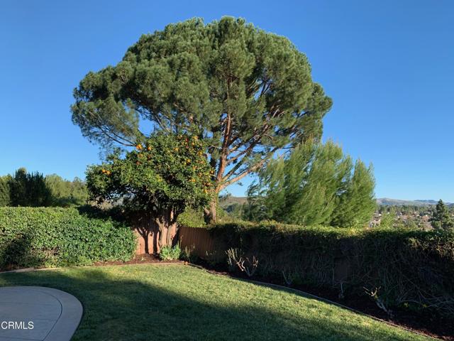 Big Sky Backyard Tree