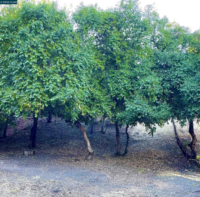 310 Miranda Ln, Alamo CA: https://media.crmls.org/mediaz/148a3f96-a31e-458b-9046-e095b71fcede.jpg
