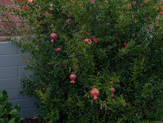 8774 Tommy Drive, San Diego CA: https://media.crmls.org/mediaz/14c745a4-bd75-4824-a4fa-5b9b35fe54f9.jpg