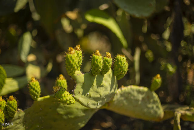 Detail Gallery Image 6 of 13 For 1 Hendrickson Rd, Ojai,  CA 93023 - – Beds | – Baths