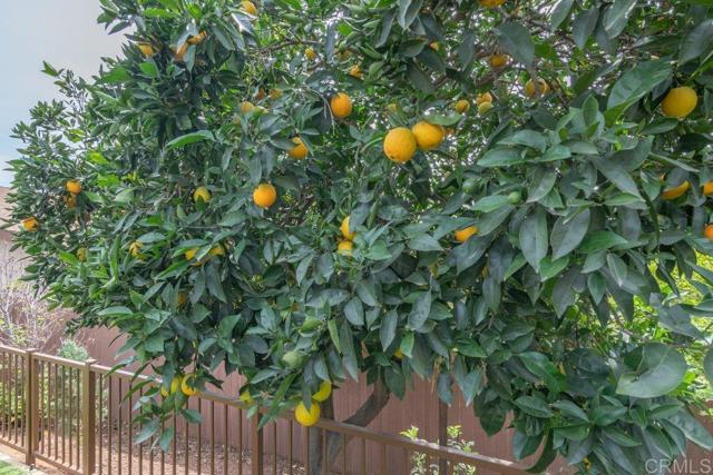 Detail Gallery Image 51 of 62 For 914 N Main Ave, Fallbrook,  CA 92028 - 3 Beds | 2 Baths