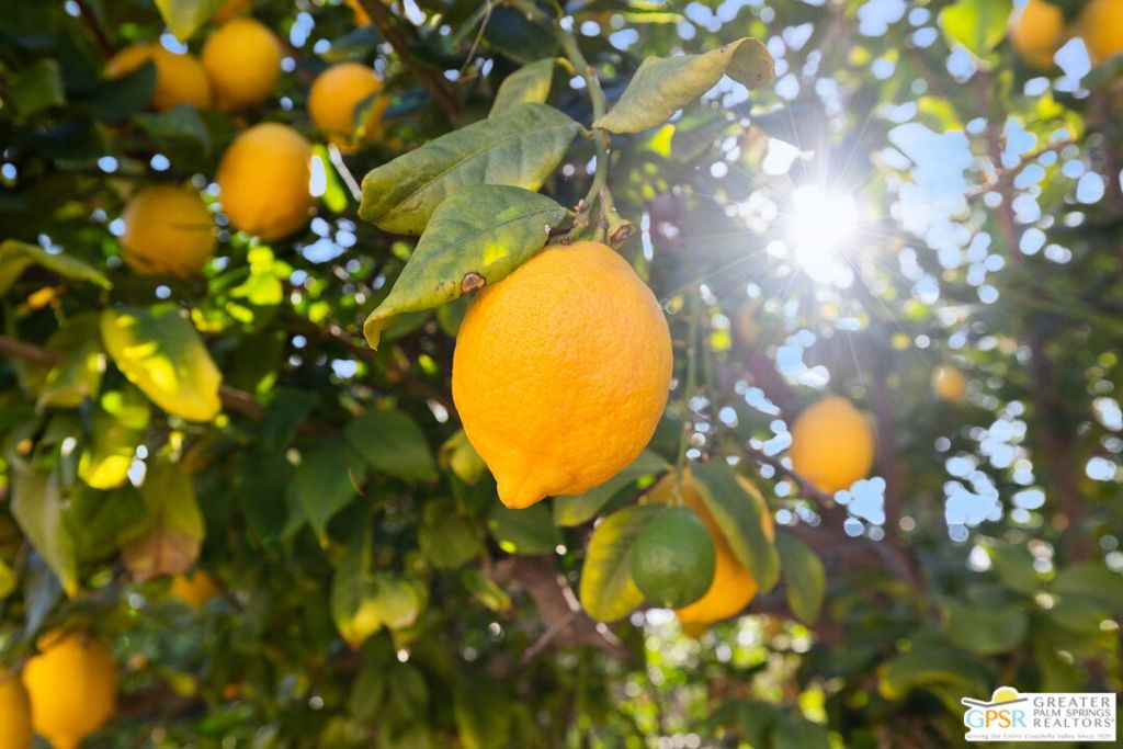 https://media.crmls.org/mediaz/1636d942-8daf-4dd7-85d8-b12a5934cb4c.jpg?preset=X-Large