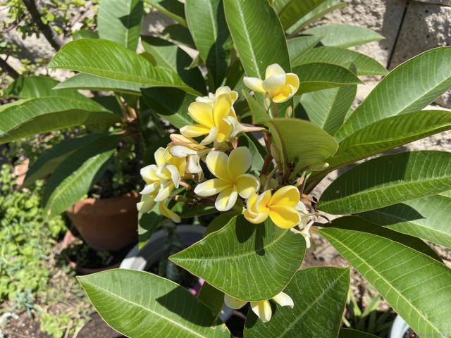 MLS #250032809SD image #52