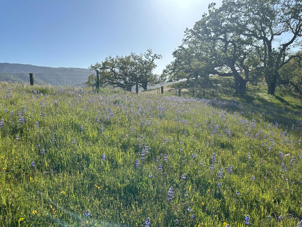 MLS #ML81978118 image #9