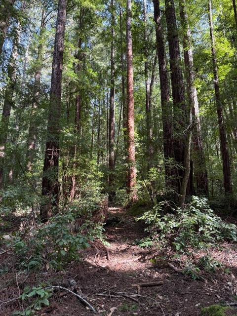 0 Slate Creek Rd., La Honda CA: https://media.crmls.org/mediaz/17adc0c6-59d2-4563-8af1-4598465fc8ad.jpg